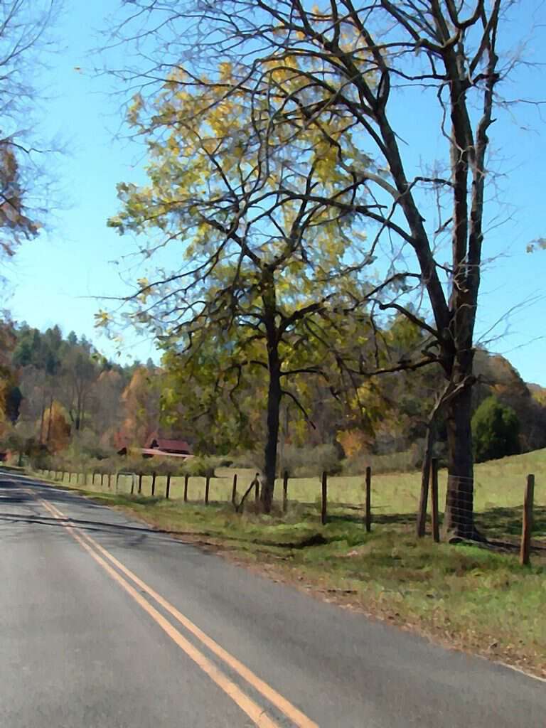 Black walnut tree in brasstown 2