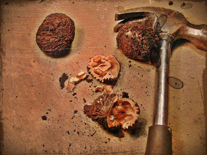 John parris writes about black walnuts haywood county nc