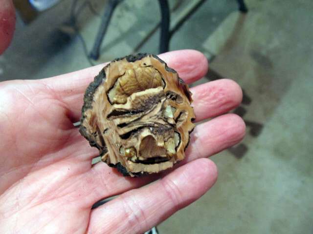 black walnut saw