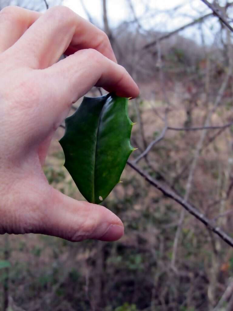 Playing with holly leaves blowing them round and round