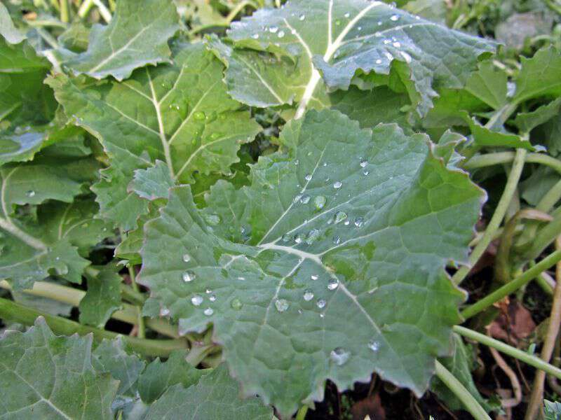 Sow true seed kale overwintering