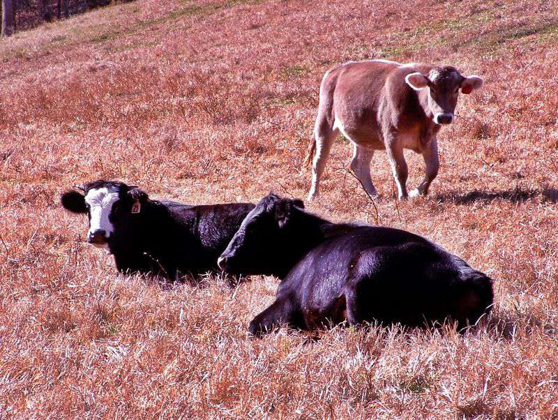 Cows in appalachia that turn the lights out