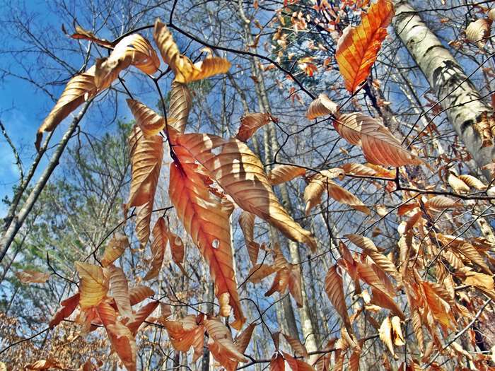 Beech trees wear golden garments in appalachia