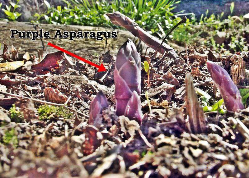 Purple asparagus