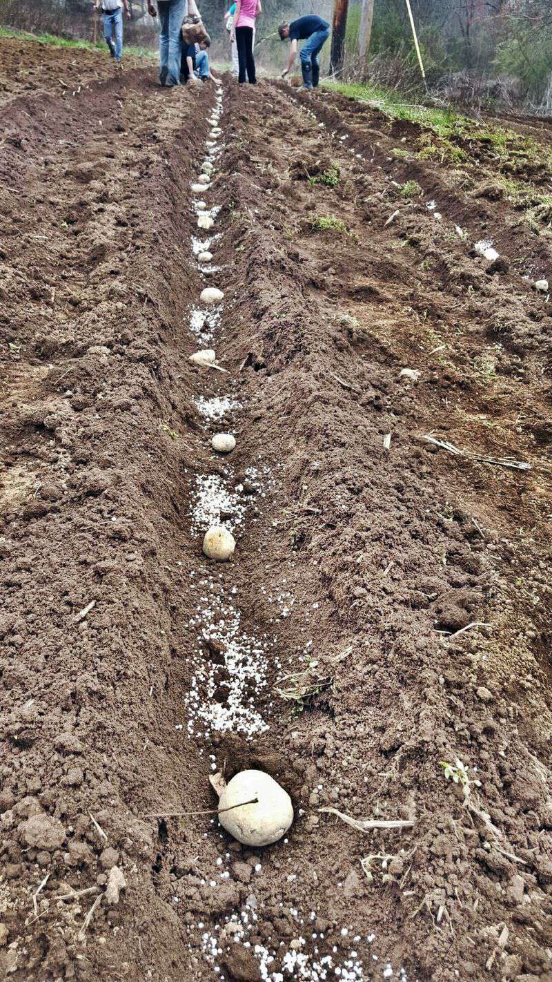 How Do You Plant Potatoes? Blind Pig and The Acorn
