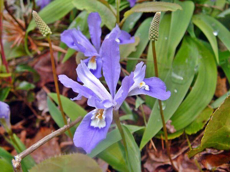 Wild Iris