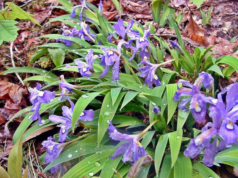 Wild iris growing in appalachia