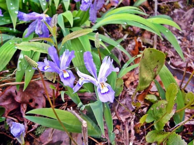 Dwarf crested iris in wester nc