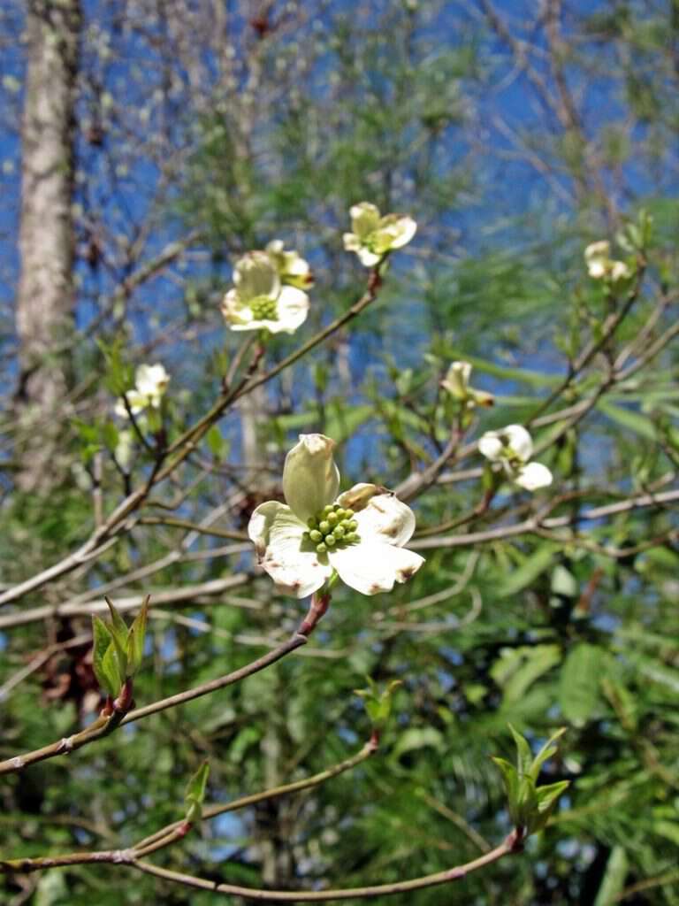 Dogwood winter in Appalachia