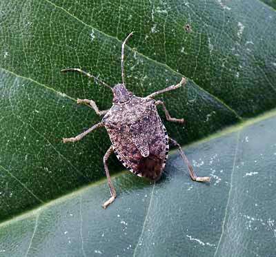 Stink bug invasion