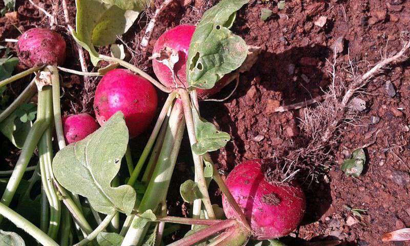 Sow true seed radishes