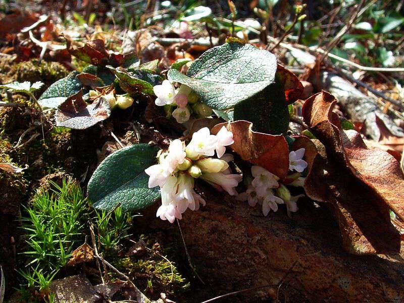 Gravelweed trailing arbutus