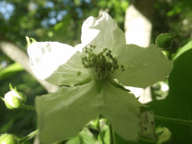 My life in appalachia reaching for the light