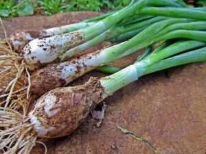 Best way to eat green onions