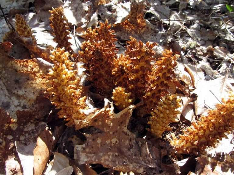 Bear corn squaw root cancer root