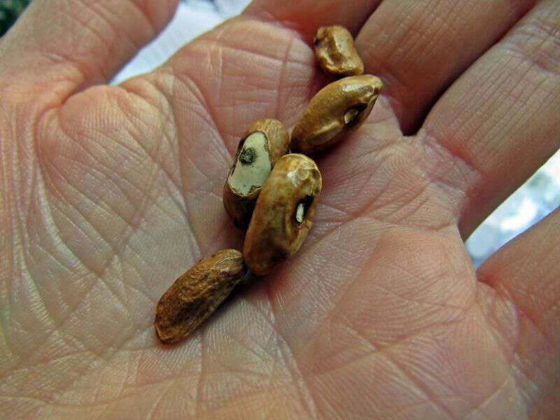 Young prince or younce bean heirloom bean in appalachia