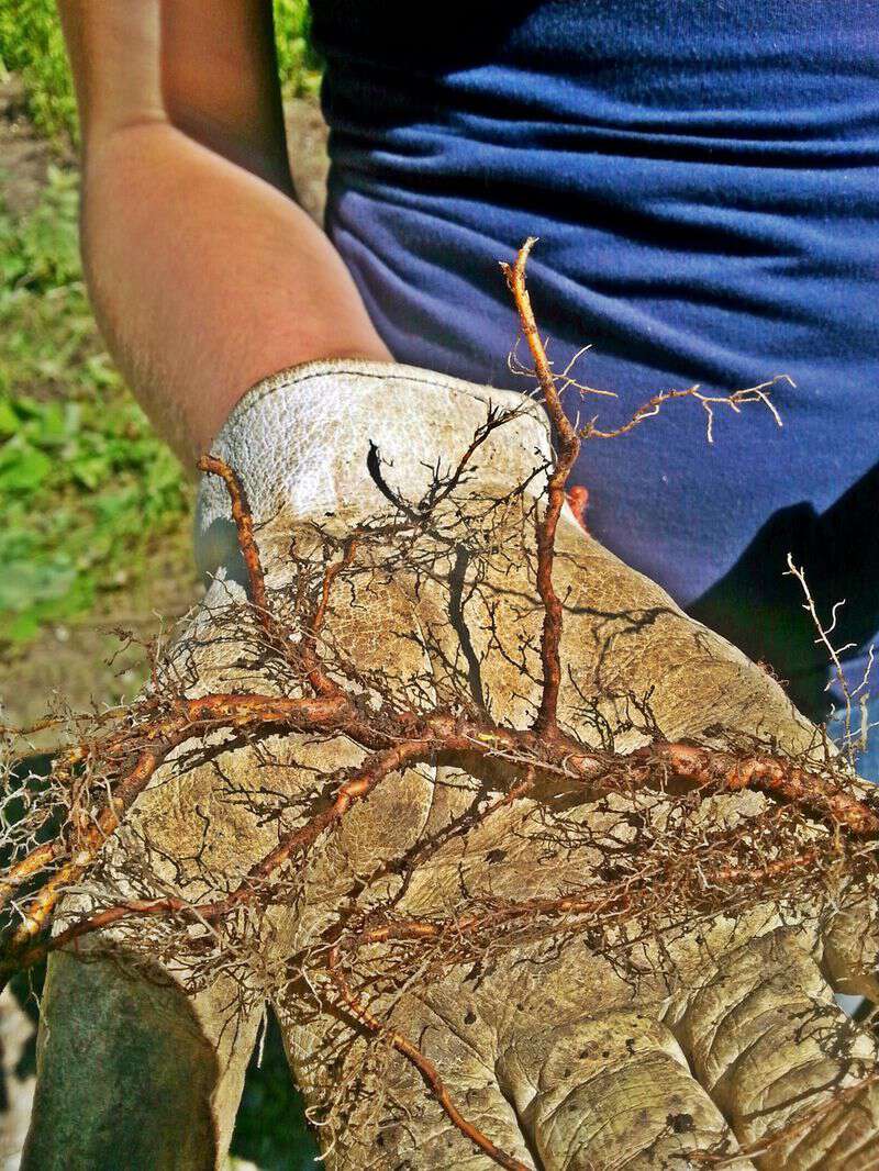 How to root a rose bush