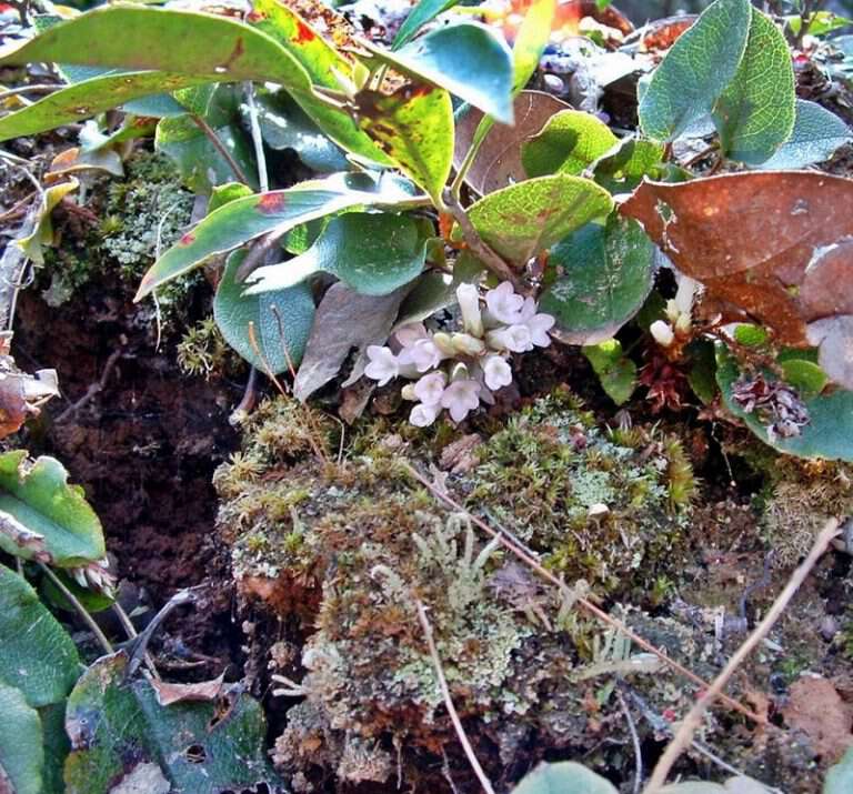 Medicinal Remedies From Appalachia Blind Pig and The Acorn