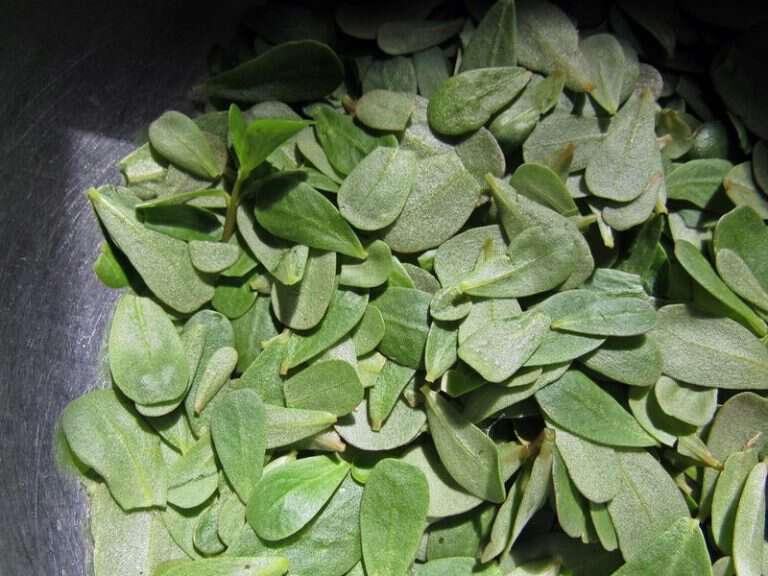 Sow true seed purslane