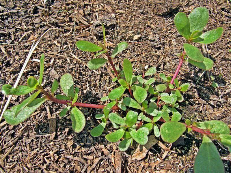 How to eat purslane