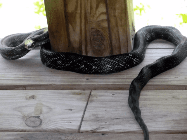 King Snake in Appalachia