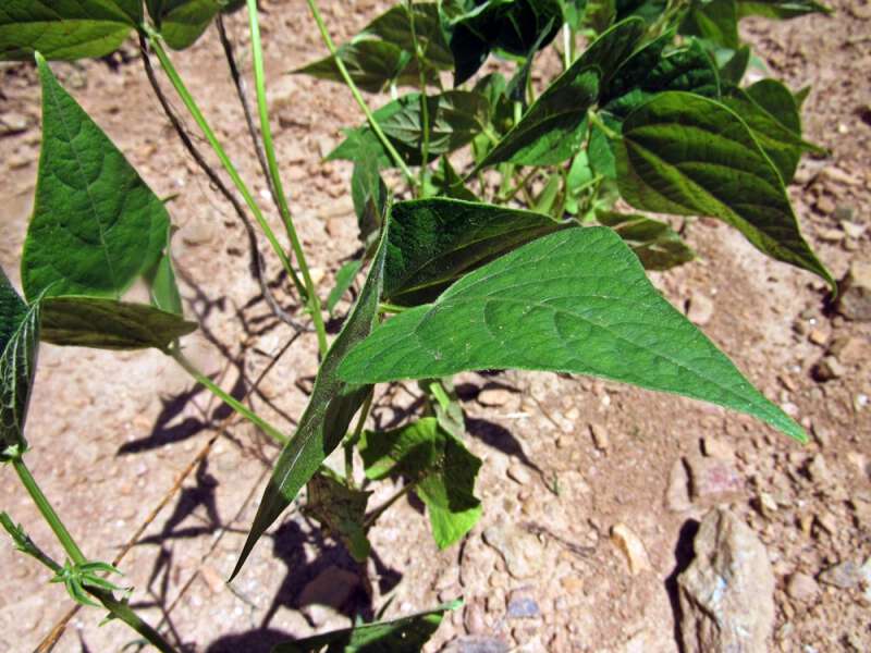 Cornfield beans in appalachia