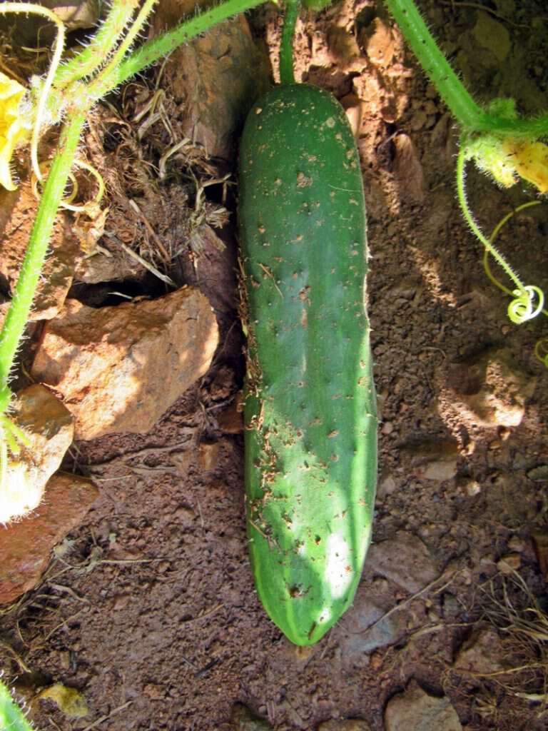 Sow true seed marketmore cucumber