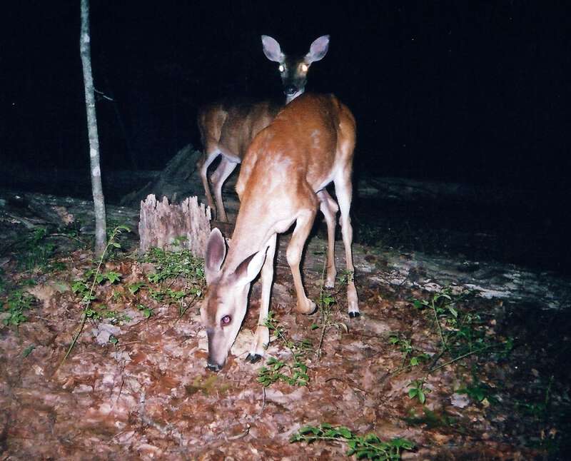 How to keep deer out of garden