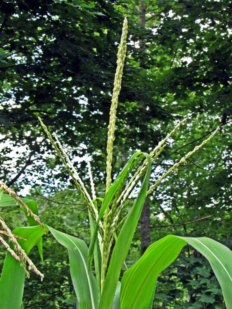 Tasseling corn in appalachia