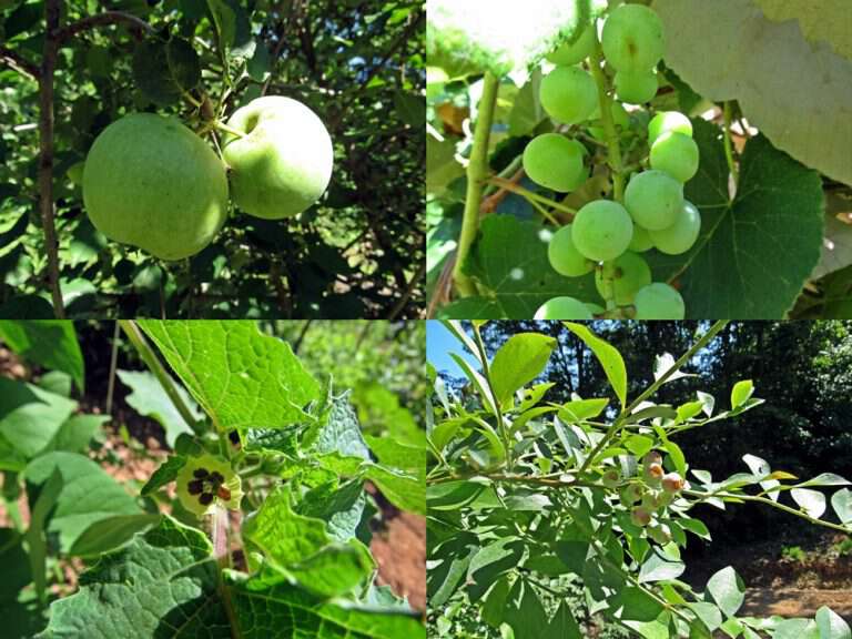 How Does My Garden Grow – July 5th?