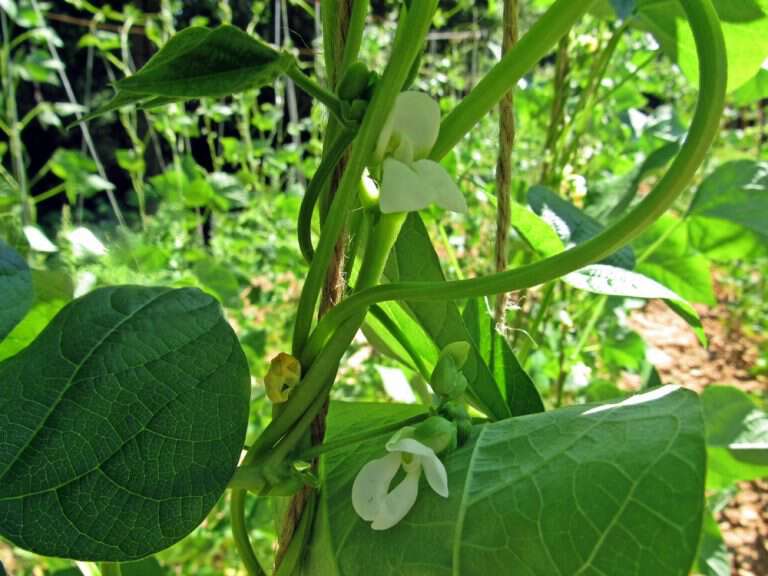 Bean Folklore