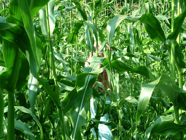 Growing corn in western nc