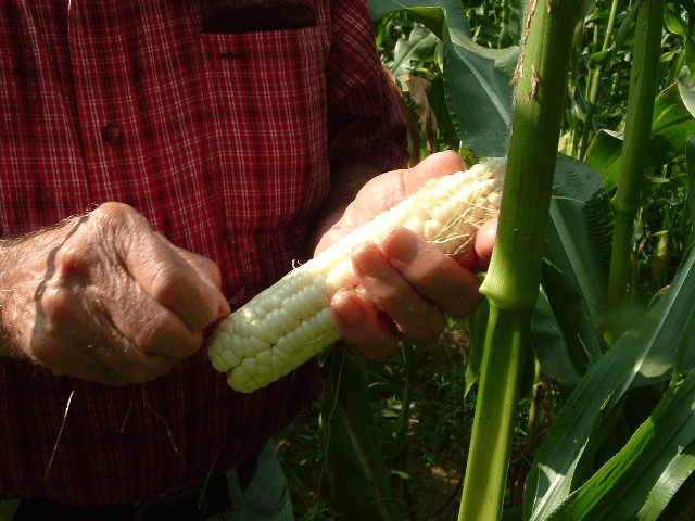 Runouts in corn