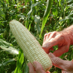 Silver Queen Corn in western nc