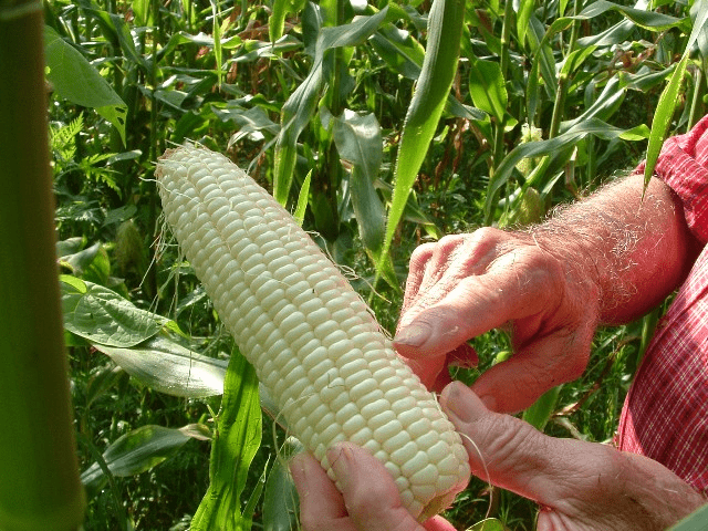 Silver Queen Corn in western nc