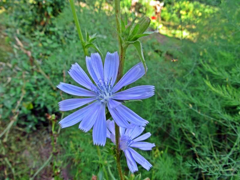 chicory growing in western north carolina