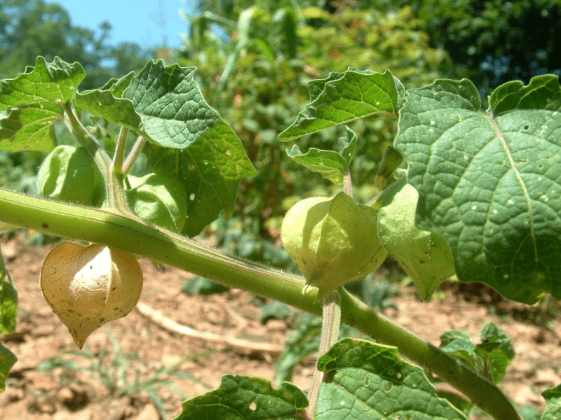 Growing ground cherries