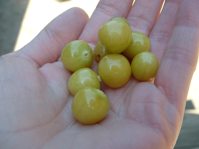 Growing ground cherries to eat