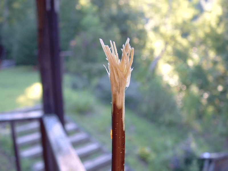 My life in appalachia - Toothbrushes