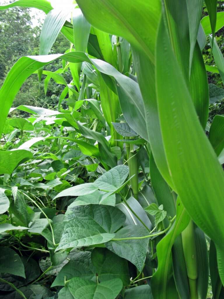 Packsaddles hide in the corn and sting you