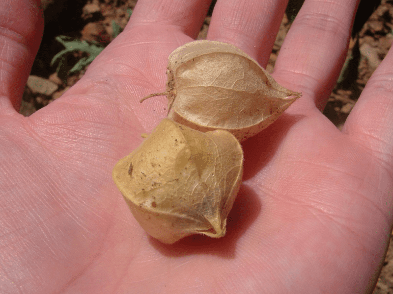 Tommy toe plant - ground cherries