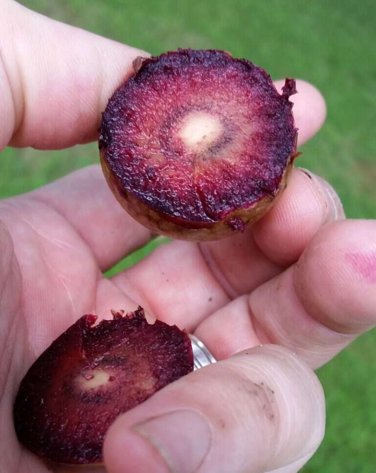 oak gall