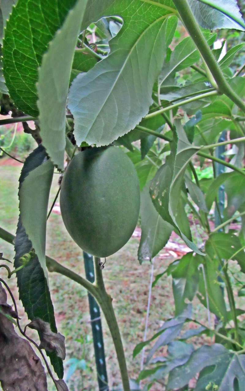 Wild apricots in appalachia