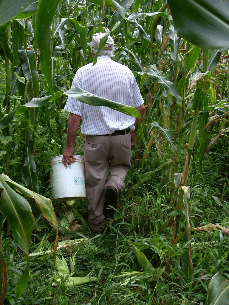 Growing field corn