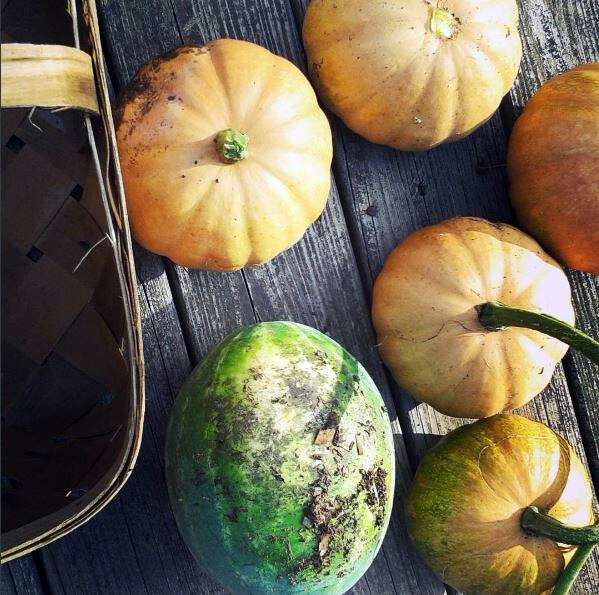 Seminole pumpkin growing in appalachia