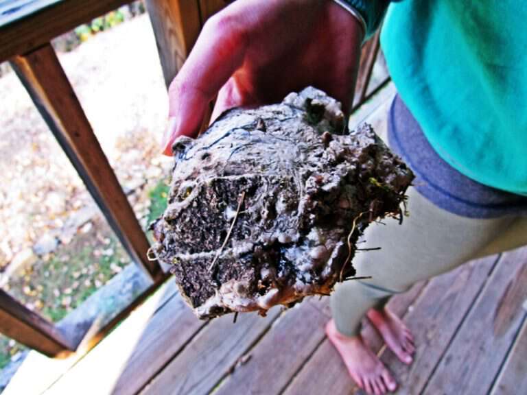 Pine rosin in appalachia