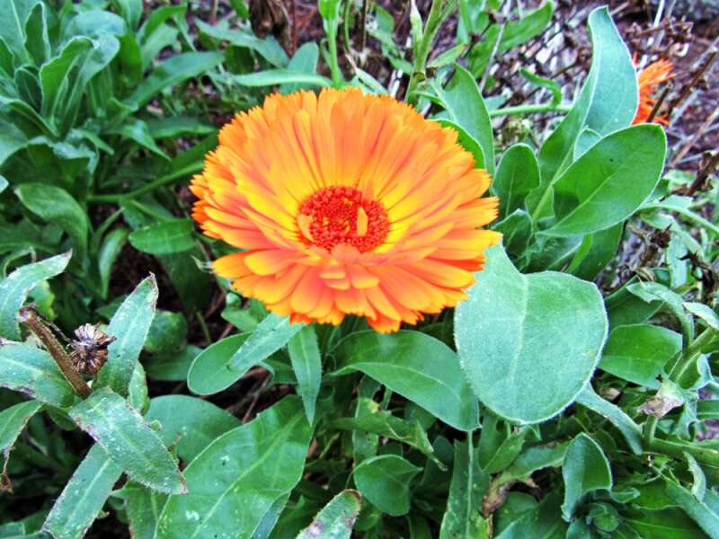 Calendula flowers growing in western nc