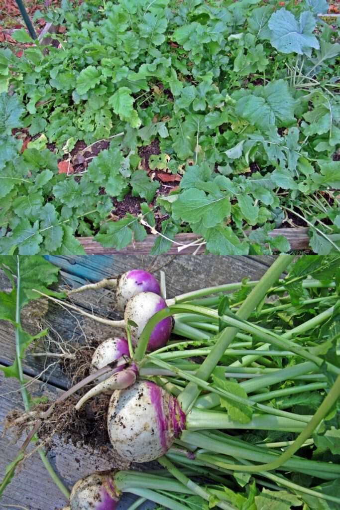 Sow True Seed Turnips