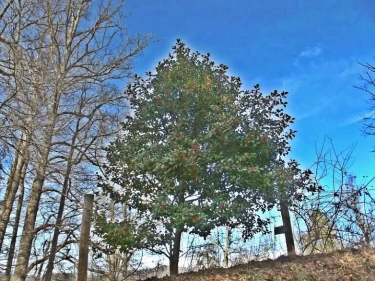 Holly Trees blog about Appalachia the real Appalachia