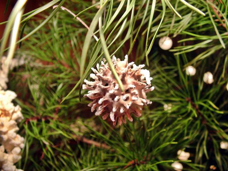 Making christmas ornaments from nature